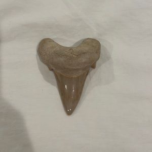 giant shark tooth